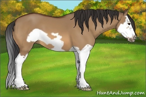 Horse Color:Bay Dun Splash Frame 