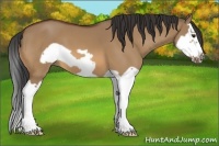 Horse Color:Bay Dun Splash Frame 