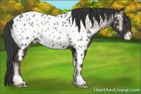 Horse Color:Blue Onyx Appaloosa 