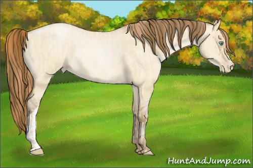 Horse Color:Buckskin Roan Pearl Dun  and Gray Buckskin Roan Pearl Dun 