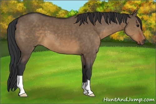 Horse Color:Brown Dun 