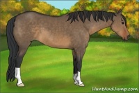 Horse Color:Brown Dun 