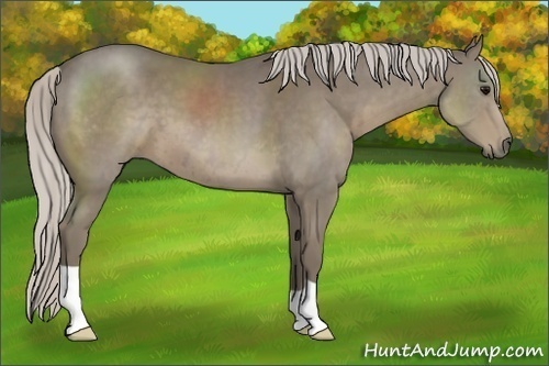 Horse Color:Silver Smoky Black 
