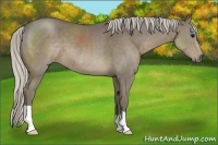 Horse Color:Silver Smoky Black