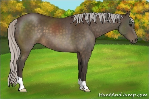 Horse Color:Silver Brown