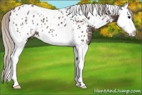 Horse Color:White Spotted Silver Black Splash Appaloosa 
