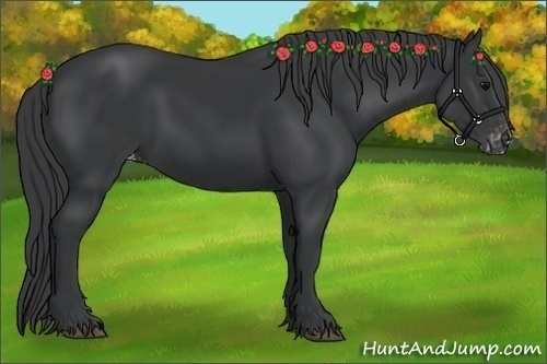 Horse Color:Black Appaloosa 