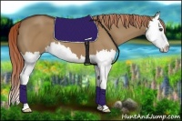 Horse Color:Red Dun Splash