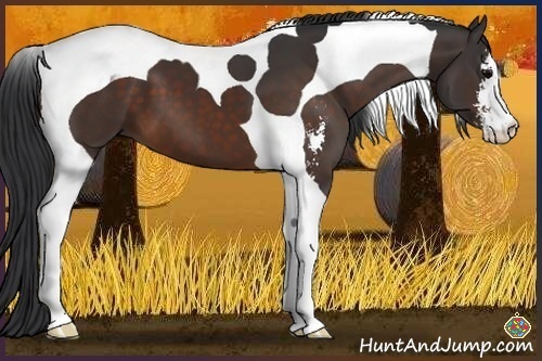 Horse Color:Bay Sabino Tobiano