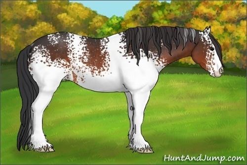 Horse Color:White Spotted Brown Rabicano