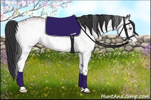 Horse Color:White Spotted Bay