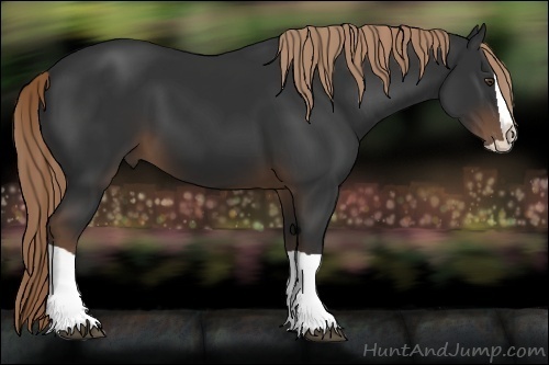 Horse Color:Liver Chestnut Splash 