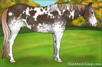 Horse Color:White Spotted Liver Chestnut 