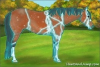 Horse Color:Thunderstruck Bay 