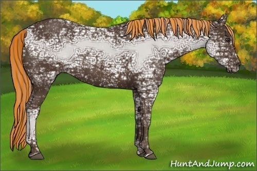 Horse Color:Painted Liver Chestnut Ice Rabicano 