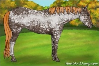 Horse Color:Painted Liver Chestnut Ice Rabicano 