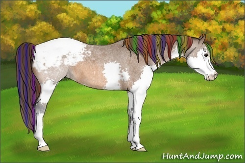Horse Color:Painted Bay Roan Splash Appaloosa 