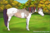 Horse Color:Painted Bay Roan Splash Appaloosa 