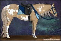 Horse Color:White Spotted Palomino 
