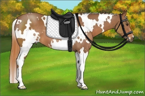 Horse Color:White Spotted Chestnut
