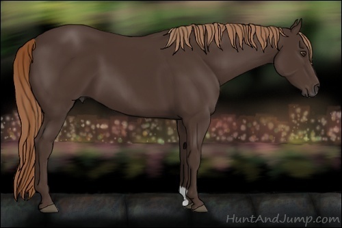 Horse Color:Liver Chestnut 