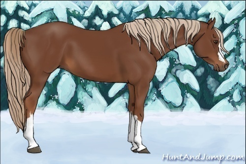 Horse Color:Chestnut 
