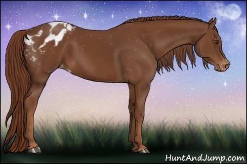 Horse Color:Chestnut Appaloosa