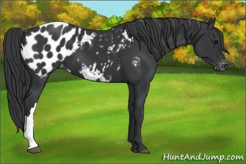 Horse Color:Black Appaloosa 