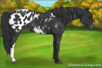 Horse Color:Black Appaloosa