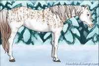 Horse Color:Red Dun Splash  and Red Dun Splash 
