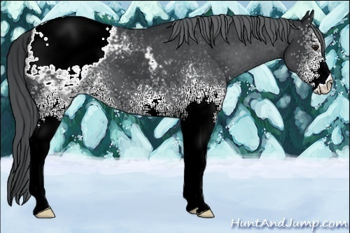 Horse Color:White Spotted Black Chinchilla Appaloosa 