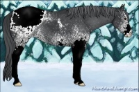 Horse Color:White Spotted Black Chinchilla Appaloosa 