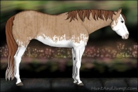 Horse Color:Red Dun Splash  and Red Dun Splash 