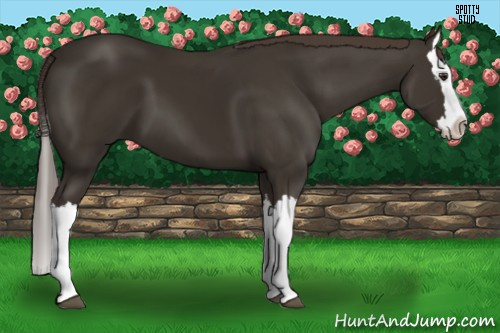 Horse Color:Liver Chestnut Splash