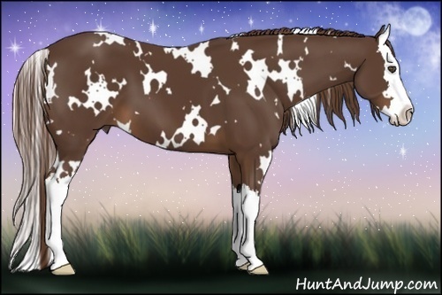 Horse Color:White Spotted Liver Chestnut Splash 