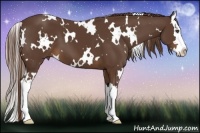 Horse Color:White Spotted Liver Chestnut Splash 