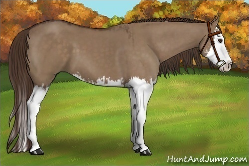 Horse Color:Liver Red Dun Splash  and Liver Red Dun Splash 