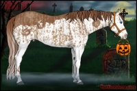 Horse Color:Red Dun Splash and Chestnut Splash