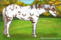 Horse Color:Chestnut Sabino Splash Appaloosa