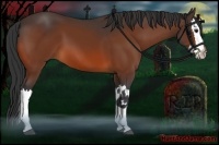 Horse Color:Bay Splash 