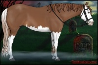 Horse Color:Chestnut Splash 