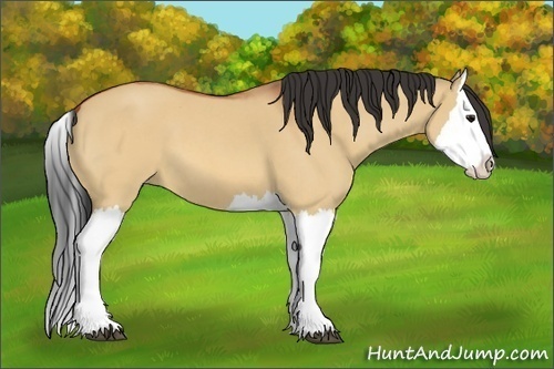 Horse Color:Unknown