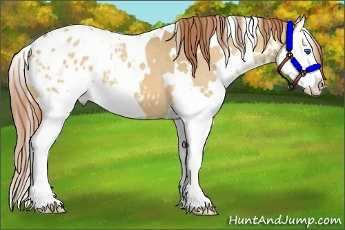 Horse Color:White Spotted Red Dun Roan Splash Appaloosa 