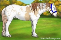 Horse Color:White Spotted Red Dun Roan Splash Varnish 