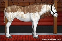 Horse Color:Red Dun Splash  and Chestnut Splash 