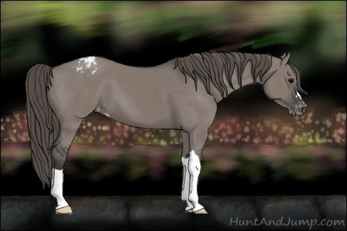 Horse Color:Grullo Appaloosa 