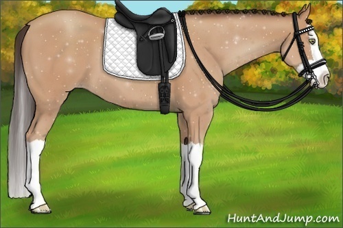Horse Color:Amber Champagne Splash