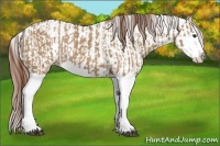 Horse Color:Red Dun Splash  and Red Dun Splash 