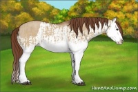 Horse Color:Red Dun Splash and Red Dun Splash