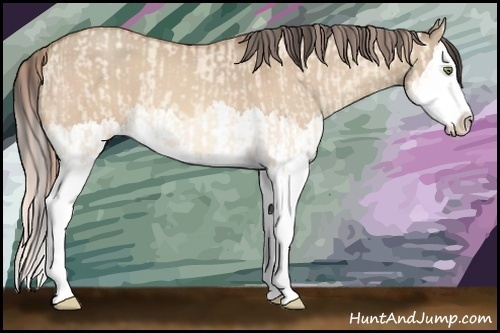 Horse Color:Gold Champagne Dun Splash and Amber Champagne Dun Splash